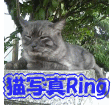 �L�ʐ^Ring��
